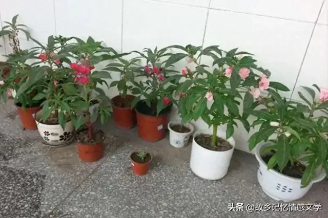 微故事：那些花儿-1.jpg