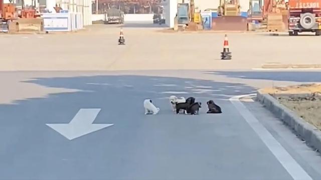 流浪狗为了报恩，竟将小奶狗送给了小姐姐，小姐姐哭的泣不成声。-6.jpg