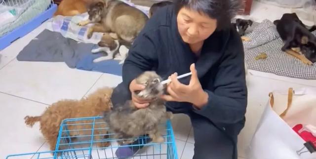 流浪狗为了报恩，竟将小奶狗送给了小姐姐，小姐姐哭的泣不成声。-12.jpg